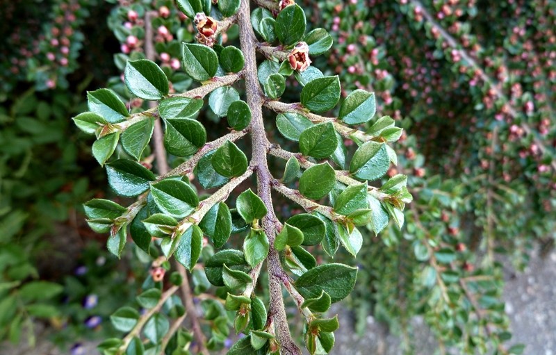 Cotoneaster horizontalis